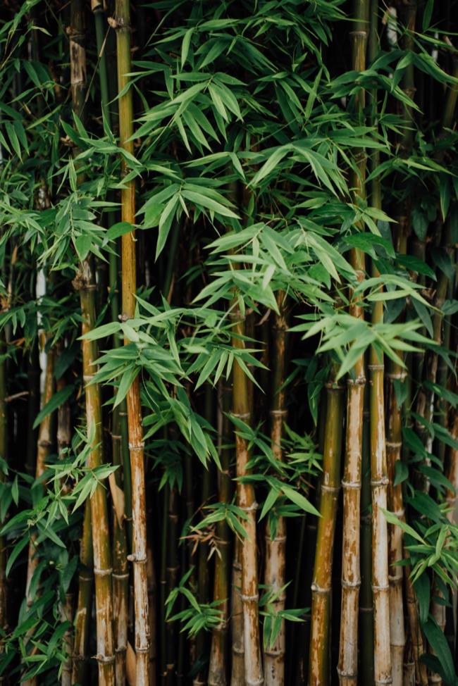 最美麗的竹圖像摘要