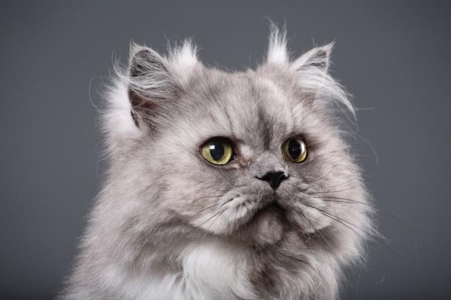 Résumé du plus beau chat persan