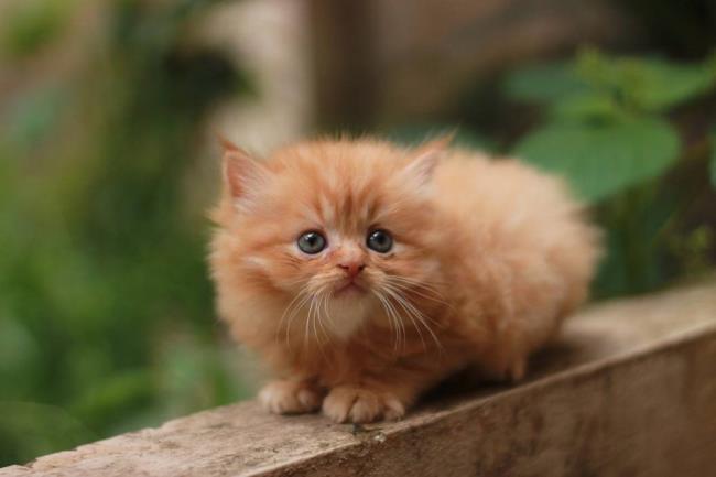 가장 아름다운 페르시아 고양이 요약