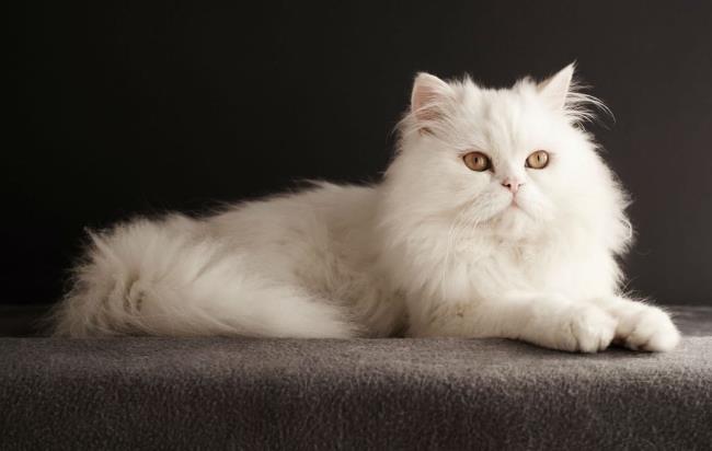 Rezumatul celei mai frumoase pisici persane