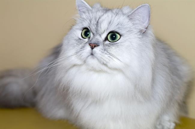 ملخص أجمل قطة فارسية