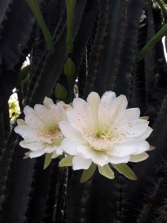 Объединение изображений самых красивых цветов кактуса
