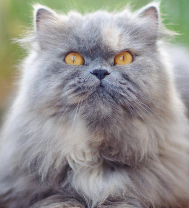 Resumen del gato persa más bello
