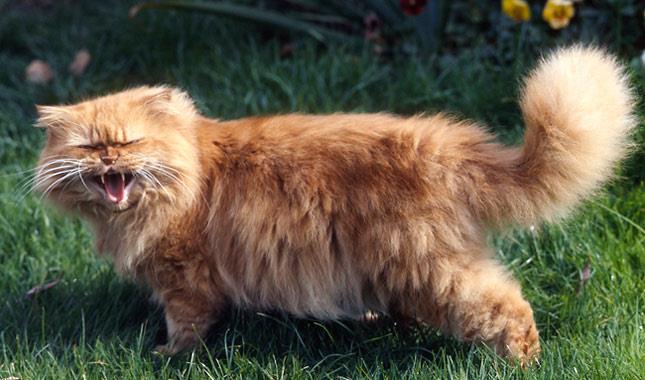 ملخص أجمل قطة فارسية