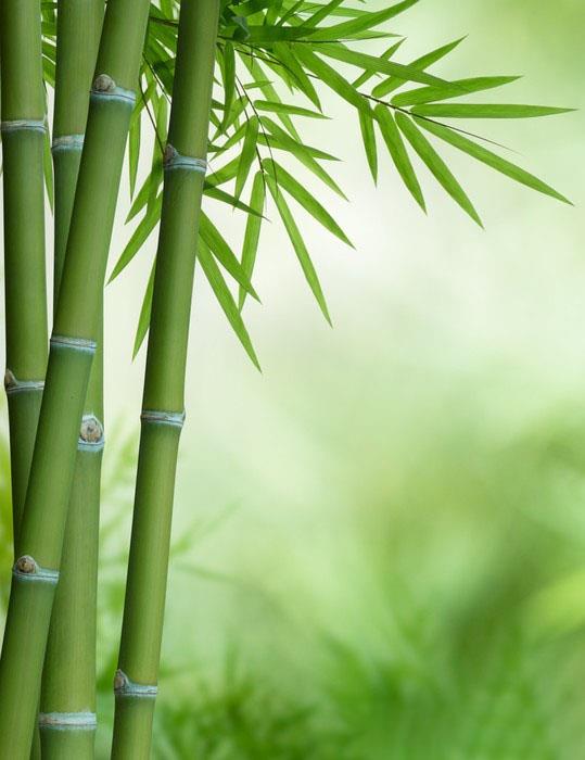 Résumé des plus belles images de bambou