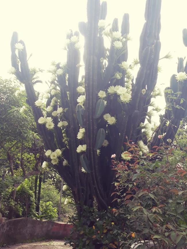 Kombinieren Sie Bilder der schönsten Kaktusblüten