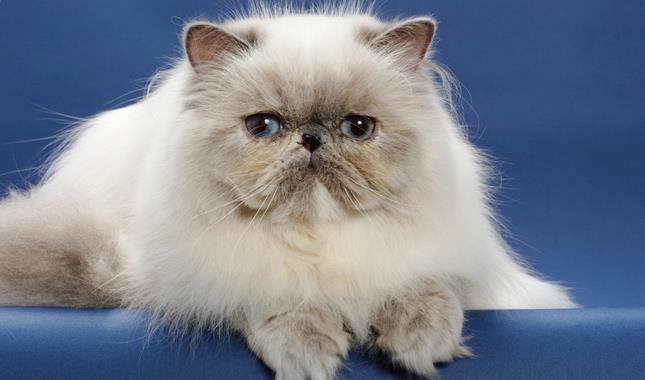 Summary of the most beautiful Persian cat