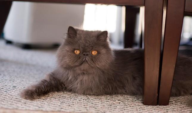 Summary of the most beautiful Persian cat