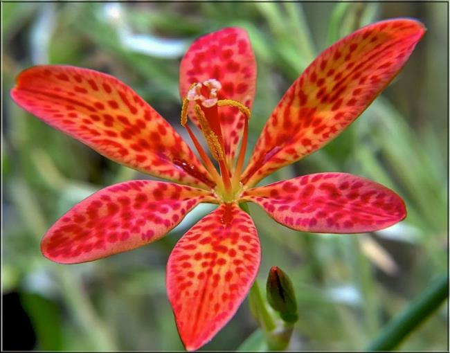 Resumo da mais bela flor de petiscos