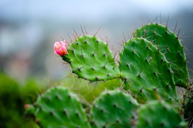 Kombinieren Sie Bilder der schönsten Kaktusblüten
