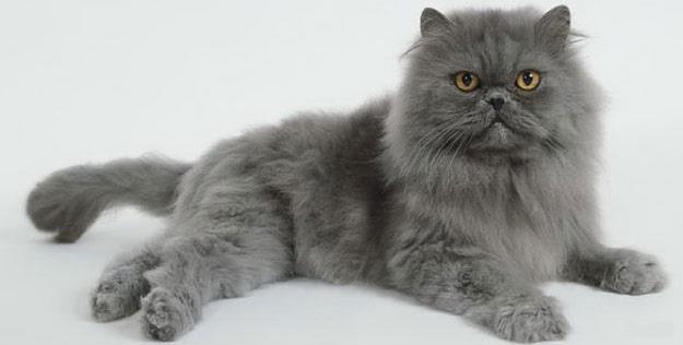 Краткая информация о самой красивой персидской кошке