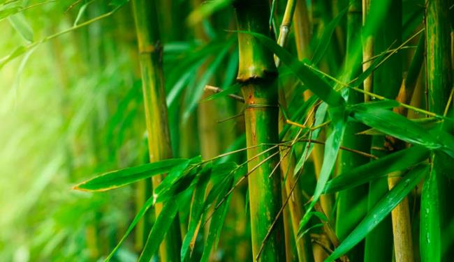 En güzel bambu görüntülerinin özeti