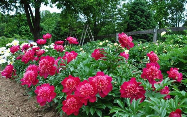 Beautiful peony pictures