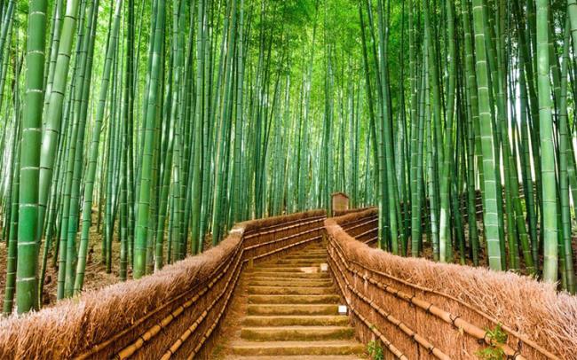 Сводка самых красивых изображений бамбука