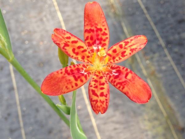Résumé de la plus belle fleur de friandises