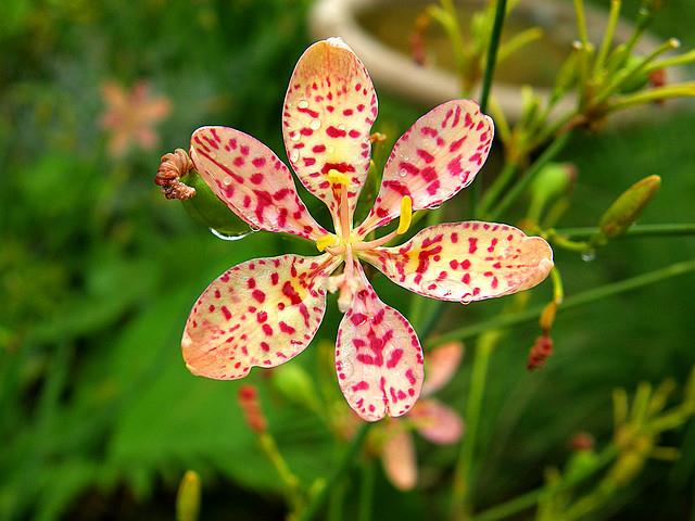 Сводка самых красивых лакомых кусочков цветка