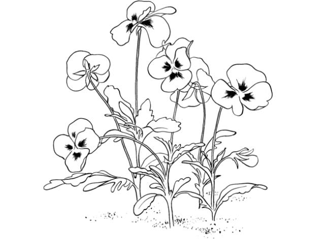 Collection of the most beautiful garden coloring pictures for kids