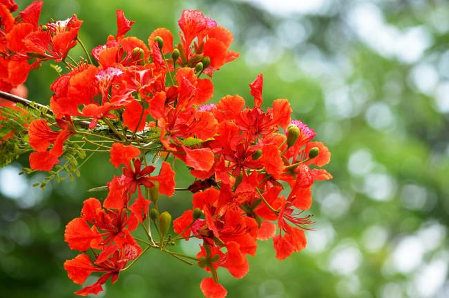 Summary of the most beautiful images of red phoenix flowers