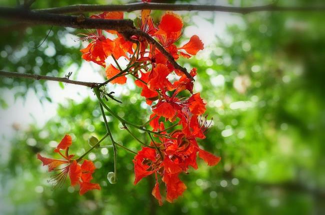 लाल फीनिक्स फूलों की सबसे सुंदर छवियों का सारांश