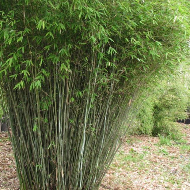En güzel bambu görüntülerinin özeti
