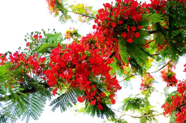 Resumen de las imágenes más bellas de flores rojas de fénix
