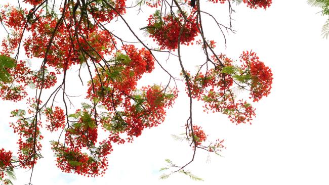 Zusammenfassung der schönsten Bilder von roten Phönixblumen