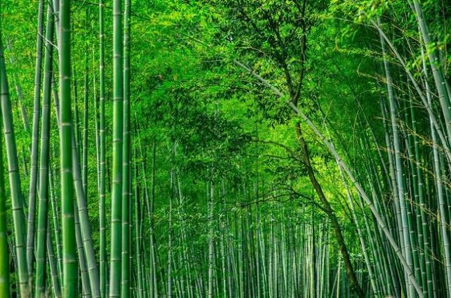 最美麗的竹圖像摘要