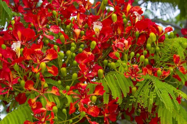 Rezumatul celor mai frumoase imagini cu flori roșii de fenix