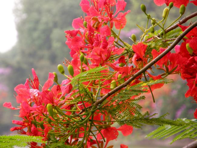 Résumé des plus belles images de fleurs de phénix rouge