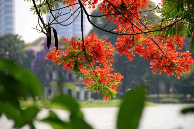 Samenvatting van de mooiste afbeeldingen van rode feniksbloemen
