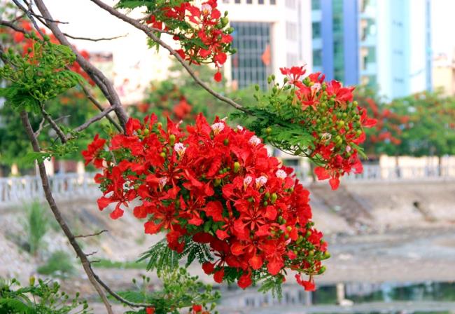 Ringkasan gambar bunga phoenix merah yang paling indah