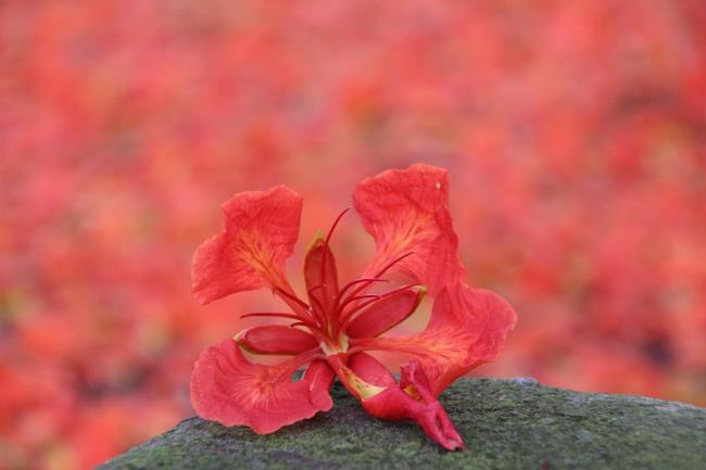 Ringkasan gambar bunga phoenix merah yang paling indah