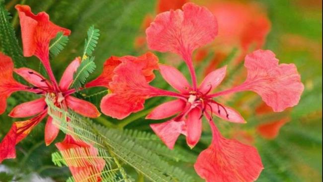 Summary of the most beautiful images of red phoenix flowers