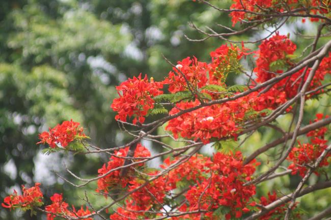 Podsumowanie najpiękniejszych zdjęć czerwonych kwiatów feniksa