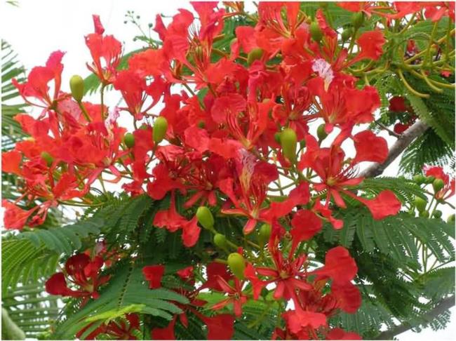 Resumen de las imágenes más bellas de flores rojas de fénix