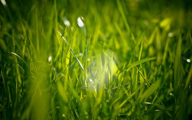 Collection of the most beautiful green grass wallpapers