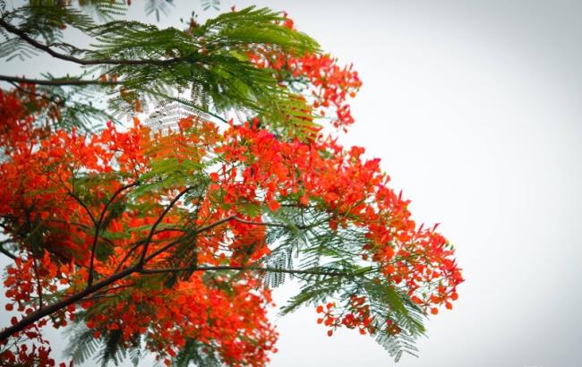 Ringkasan gambar paling indah dari bunga phoenix merah
