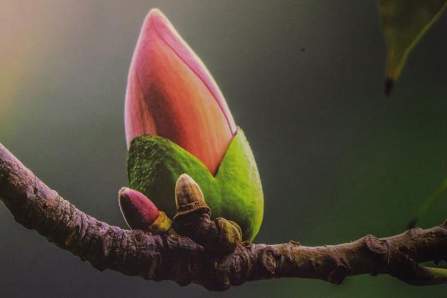 सबसे सुंदर फूलों की कलियों की छवियों का संयोजन