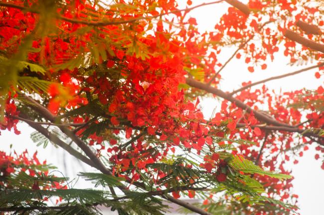 Samenvatting van de mooiste afbeeldingen van rode feniksbloemen