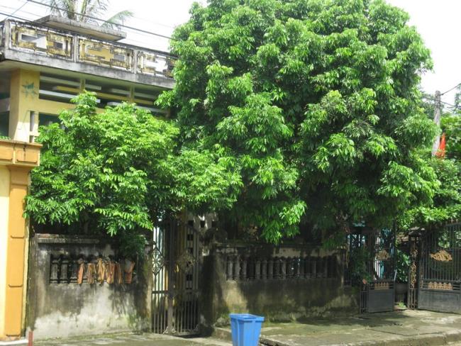 شجرة الفاوانيا القديمة الجميلة