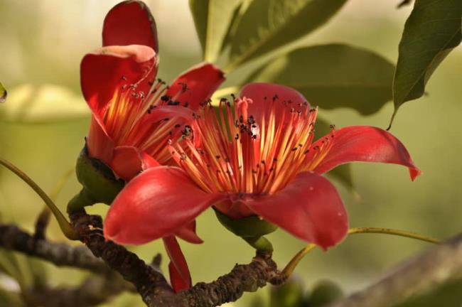 Sintesis gambar bunga padi merah yang paling indah