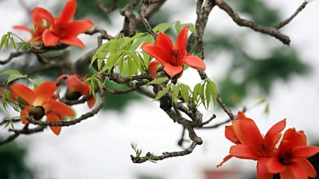 Sintesis gambar bunga beras merah yang paling indah