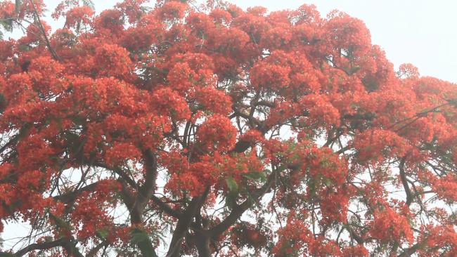 Ringkasan gambar paling indah dari bunga phoenix merah
