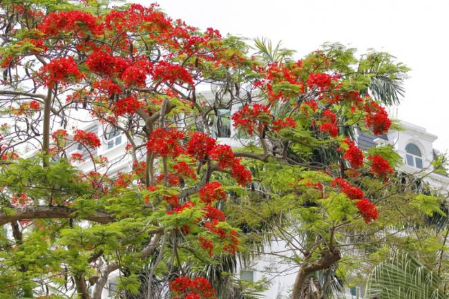 Podsumowanie najpiękniejszych zdjęć czerwonych kwiatów feniksa