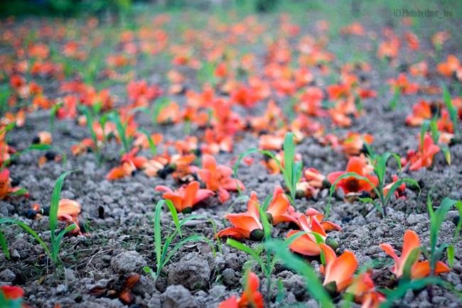 Sinteza celei mai frumoase imagini cu flori de orez roșu