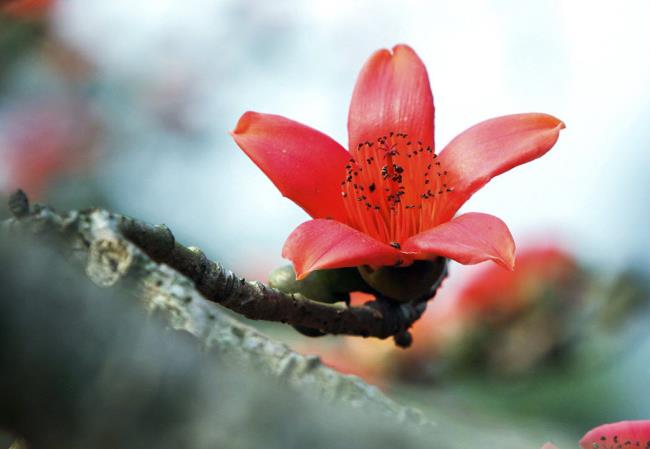 सबसे सुंदर लाल चावल फूल छवि का संश्लेषण