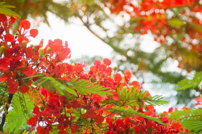लाल फीनिक्स फूलों की सबसे सुंदर छवियों का सारांश