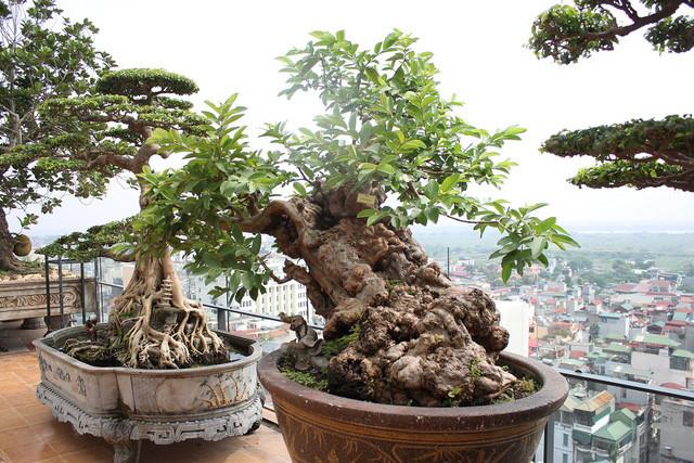 Summary of the most beautiful bonsai pictures wrong