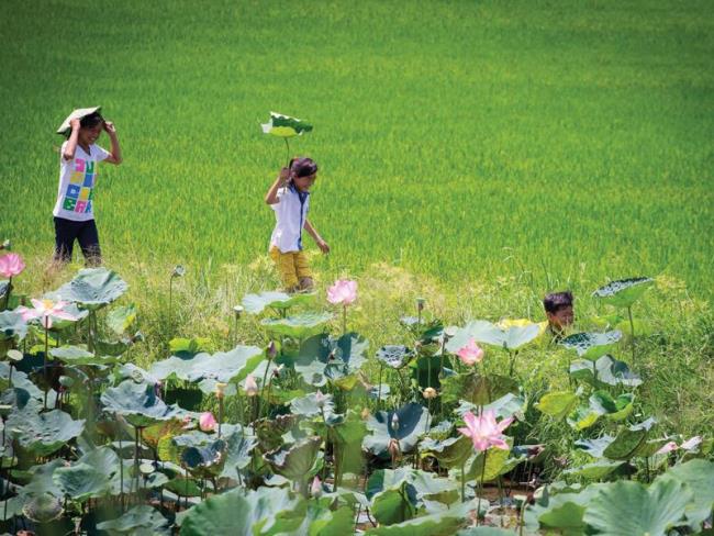 डोंग थाप वियतनाम की सबसे खूबसूरत छवियों का सारांश