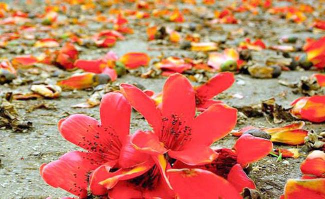 सबसे सुंदर लाल चावल फूल छवि का संश्लेषण